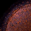 Tonsil (FFPE): Antigen retrieved with Antigen Unmasking Solution and stained with Cy3 SNA (red-orange). Mounted in VECTASHIELD HardSet Mounting Medium.