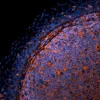 Tonsil (FFPE): Antigen retrieved with Antigen Unmasking Solution and stained with Cy3 SNA (red-orange). Mounted in VECTASHIELD HardSet Mounting Medium.