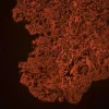 Tonsil (FFPE) was antigen retrieved with Antigen Unmasking Solution, and stained with Anti-Pan Cytokeratin mouse primary antibody (clone AE1/AE3), B-Horse x Mouse IgG and Cy3-Streptavidin. Mounted in VECTASHIELD HardSet Mounting Medium with DAPI.