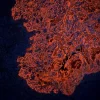Tonsil (FFPE) was antigen retrieved with Antigen Unmasking Solution, and stained with Anti-Pan Cytokeratin mouse primary antibody (clone AE1/AE3), B-Horse x Mouse IgG and Cy3-Streptavidin. Mounted in VECTASHIELD HardSet Mounting Medium with DAPI.