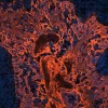Tonsil (FFPE) was antigen retrieved with Antigen Unmasking Solution, and stained with Anti-Pan Cytokeratin mouse primary antibody (clone AE1/AE3), B-Horse x Mouse IgG and Cy3-Streptavidin. Mounted in VECTASHIELD HardSet Mounting Medium with DAPI.