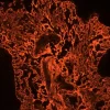 Tonsil (FFPE) was antigen retrieved with Antigen Unmasking Solution, and stained with Anti-Pan Cytokeratin mouse primary antibody (clone AE1/AE3), B-Horse x Mouse IgG and Cy3-Streptavidin. Mounted in VECTASHIELD HardSet Mounting Medium with DAPI.