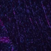 Colon (FFPE): Antigen retrieved with Antigen Unmasking Solution, stained with Cy5 Sambucus Nigra Lectin (SNA; fuchsia). DAPI counterstain (blue).