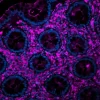 Colon (FFPE): Antigen retrieved with Antigen Unmasking Solution, stained with Cy5 Sambucus Nigra Lectin (SNA; fuchsia). DAPI counterstain (blue).