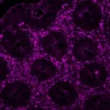 Colon (FFPE): Antigen retrieved with Antigen Unmasking Solution, stained with Cy5 Sambucus Nigra Lectin (SNA; fuchsia).
