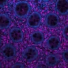 Colon (FFPE): Antigen retrieved with Antigen Unmasking Solution, stained with Cy5 Sambucus Nigra Lectin (SNA; fuchsia). DAPI counterstain (blue).