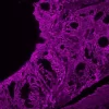 Tonsil (FFPE) was antigen retrieved with Antigen Unmasking Solution, and stained with Anti-Pan Cytokeratin mouse primary antibody (clone AE1/AE3), B-Horse x Mouse IgG, and Cy5-Streptavidin.