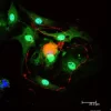 Dorsal root ganglia cells (neurons and satellite glia) - double label. BIII tubulin, DyLight 488 labeled secondary antibody (green). S100, DyLight 594 labeled secondary antibody (red). Mounted in VECTASHIELD HardSet Mounting Medium with DAPI. Image courte