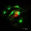 Dorsal root ganglia cells (neurons and satellite glia) - double label. BIII tubulin, DyLight 488 labeled secondary antibody (green). S100, DyLight 594 labeled secondary antibody (red). Mounted in VECTASHIELD HardSet Mounting Medium with DAPI. Image courte