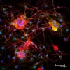 Dorsal root ganglia cells (neurons and satellite glia) - double label. BIII tubulin, DyLight 594 labeled secondary antibody (red). S100, DyLight 488 labeled secondary antibody (green). Mounted in VECTASHIELD HardSet Mounting Medium with DAPI. Image courte