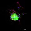 Dorsal root ganglia cells (neurons and satellite glia) - double label. BIII tubulin, DyLight 488 labeled secondary antibody (green). S100, DyLight 594 labeled secondary antibody (red). Mounted in VECTASHIELD HardSet Mounting Medium with DAPI. Image courte