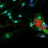 Dorsal root ganglia cells (neurons and satellite glia) - double label. BIII tubulin, DyLight 594 labeled secondary antibody (red). S100, DyLight 488 labeled secondary antibody (green). Mounted in VECTASHIELD HardSet Mounting Medium with DAPI. Image courte