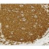 VECTASTAIN® Elite® ABC Universal PLUS Kit, Peroxidase (Horse Anti-Mouse/Rabbit IgG)