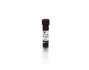 Griffonia (Bandeiraea) Simplicifolia Lectin I (GSL I, BSL I), Fluorescein