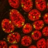 Colon: Rabbit Anti-Cytokeratin (AE1/AE3) and Mouse Anti-Ki67 detected simultaneously with VectaFluor Duet Double Labelling Kit (DK-8828); Dylight 488 Anti-Mouse (green)/Dylight 594 Anti-Rabbit (red). Mounted in VECTASHIELD PLUS.