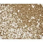 Immpress® Hrp Horse Anti-Mouse Igg Plus Polymer Kit, Peroxidase
