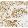 ImmPRESS® HRP Horse Anti-Rabbit IgG PLUS Polymer Kit, Peroxidase