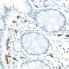 ImmPRESS® Excel Amplified Polymer Staining Kit, Anti-Mouse IgG, Peroxidase