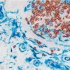 Colon (double label): Anti-CD3 (rabbit monoclonal), ImmPRESS (Peroxidase) Anti-Rabbit Ig, ImmPACT AMEC Red. Anti CD34 (mouse monoclonal), ImmPRESS-AP Anti-mouse Ig, Vector Blue (blue).
