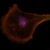 Mouse embryonal fibroblasts: Anti-Cytokeratin (m) detected with DyLight 488 Anti-Mouse IgG, mounted in a 1:1 mixture of VECTASHIELD HardSet Mounting Medium with DAPI and VECTASHIELD HardSet Mounting Medium with TRITC-Phalloidin.