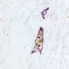 DAB Substrate Kit, Peroxidase (HRP), with Nickel, (3,3'-diaminobenzidine)