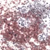 Tonsil (double label): CD3 (m), ImmPRESS Anti-Mouse Ig Reagent, Vector NovaRED substrate (red); Ki67 (m), ImmPRESS Anti-Mouse Ig Reagent, Vector DAB+Ni substrate (gray/black).