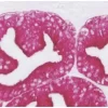 ImmPRESS®-AP Horse Anti-Goat IgG Polymer Detection Kit, Alkaline Phosphatase