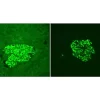 Adjacent sections of Human Pancreas FFPE tissue stained for insulin using fluorescein label (green) and mounted with VECTASHIELD Vibrance Antifade Mounting Medium. Note significant reduction of autofluorescence in treated section (right).
