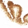 Paraffin embedded human prostate tissue stained using rabbit anti-prostate specific antigen labeled with the ProtOn Biotin Labeling Kit and detected with VECTASTAIN Elite ABC Reagent and Vector DAB substrate.