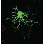 Neurobiotin® 488 Tracer