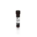 Anti-Streptavidin Antibody, Dylight® 488