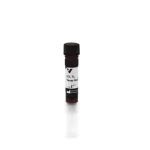 Lycopersicon Esculentum (Tomato) Lectin (Lel, Tl), Texas Red™