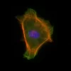 Mouse embryonal fibroblasts: Anti-Tubulin (m) detected with DyLight 488 Anti-Mouse IgG and Vinculin (rp) detected with DyLight 649 Anti-Rabbit IgG. Mounted in a 1:1 mixture of VECTASHIELD HardSet Mounting Medium with DAPI and VECTASHIELD HardSet Mountin