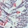 Mouse, Newborn (tongue, double label): Synapsin (m), MOM Peroxidase kit, Vector NovaRED substrate (red); Desmin (m), MOM Peroxidase Kit, DAB+Ni substrate (gray/black).