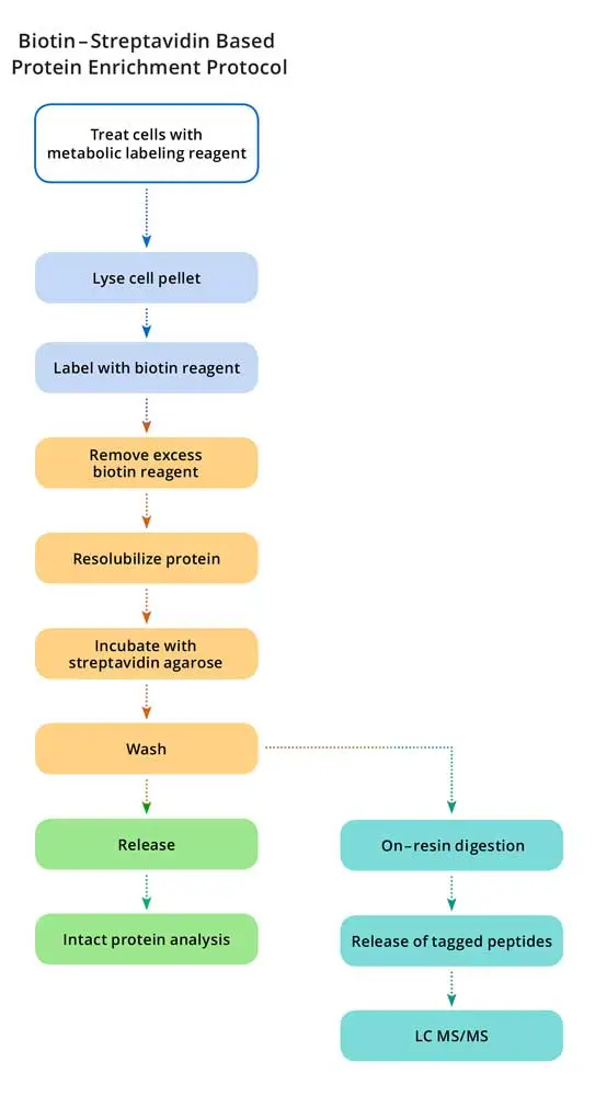 Biotinylation Reagents 1442