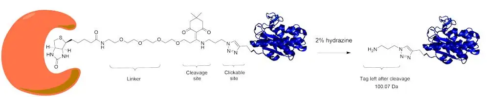 Dde Biotin Azide Scheme