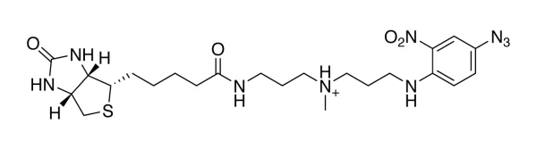 Sp 1000 Structure Link