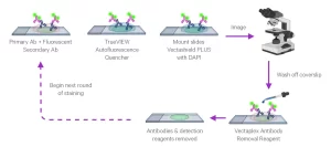 If Workflow Web