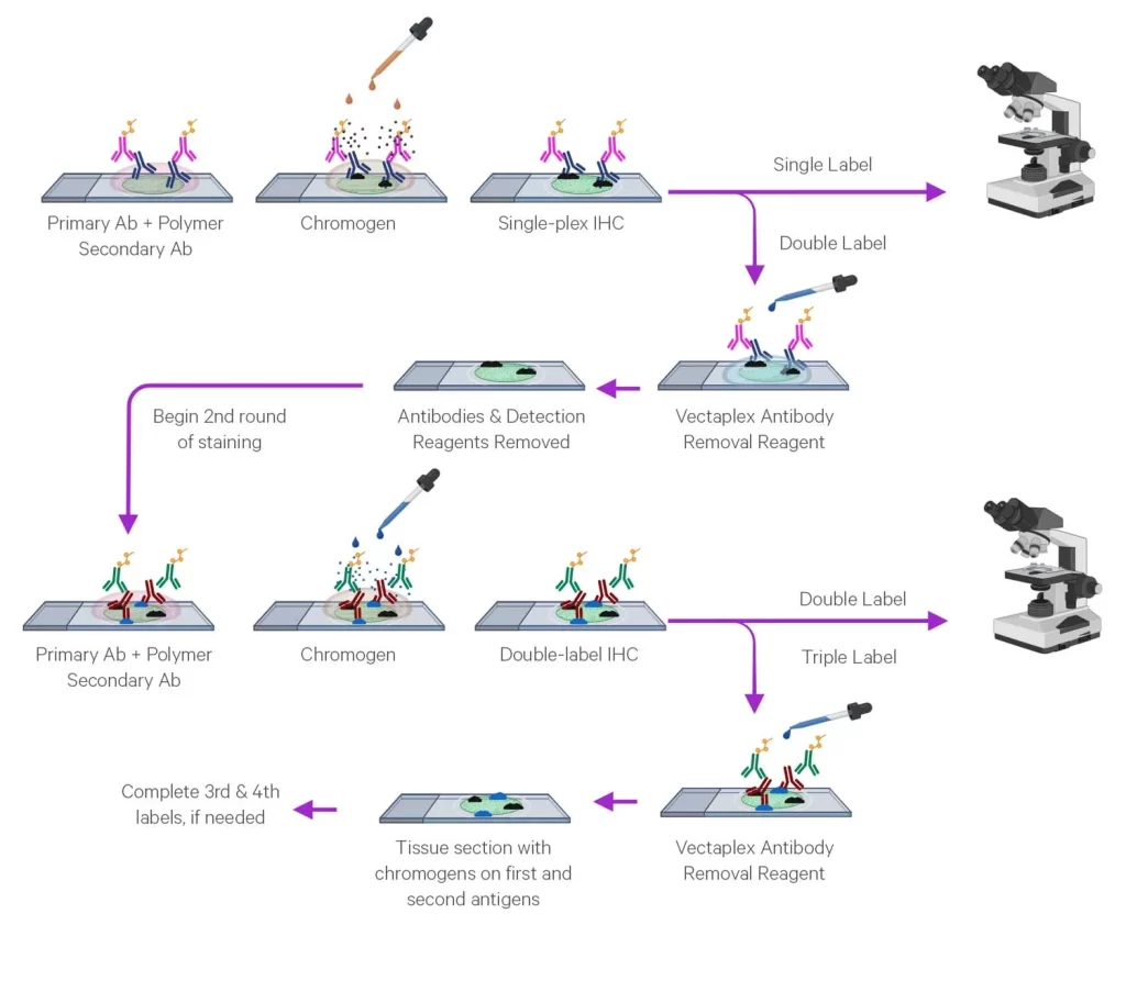Ihc Workflow Web