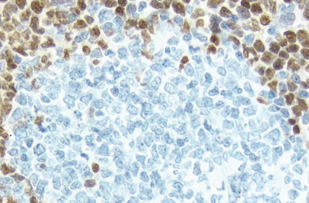 Antigen Retrieval Figure1B