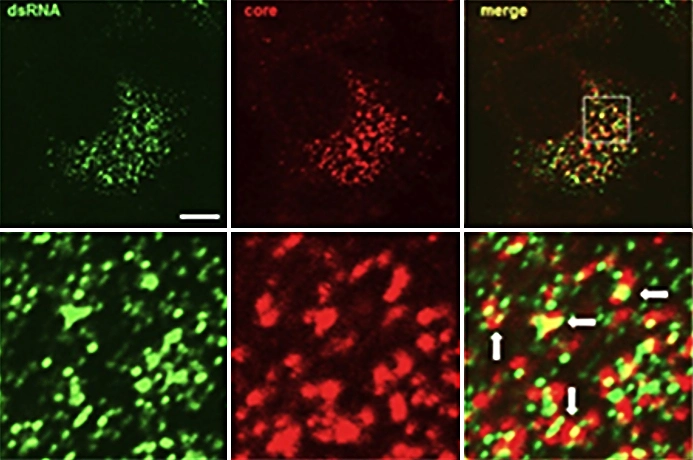 Infectious Disease Scicons Pic