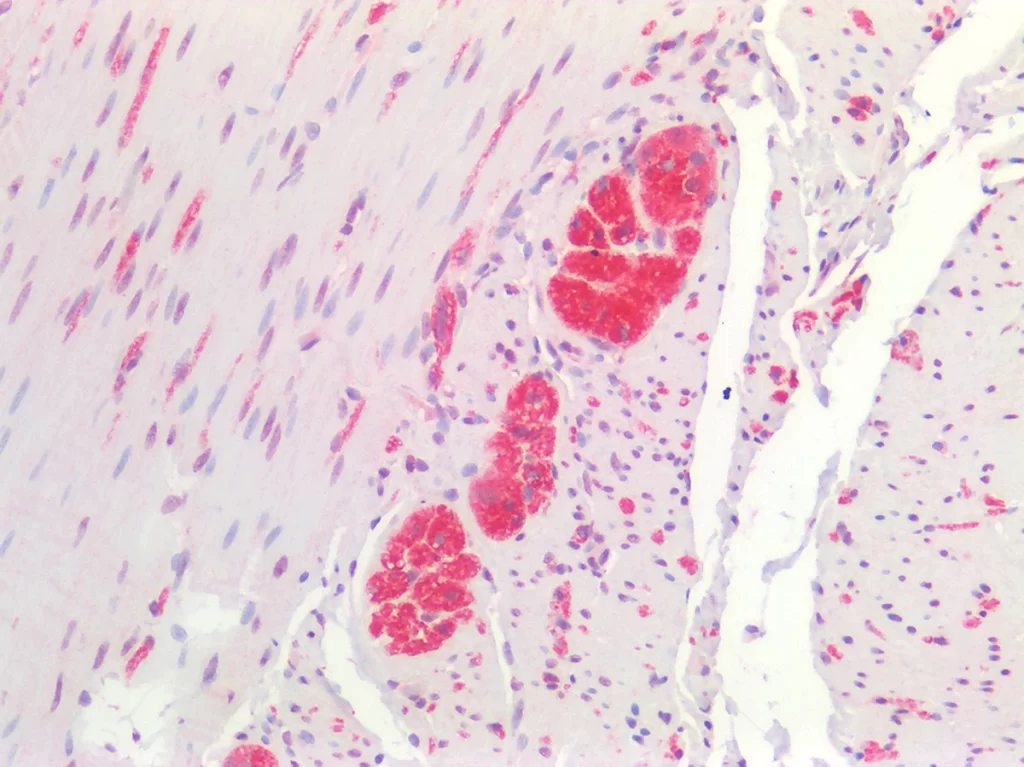 Primary Antibodies Pic2