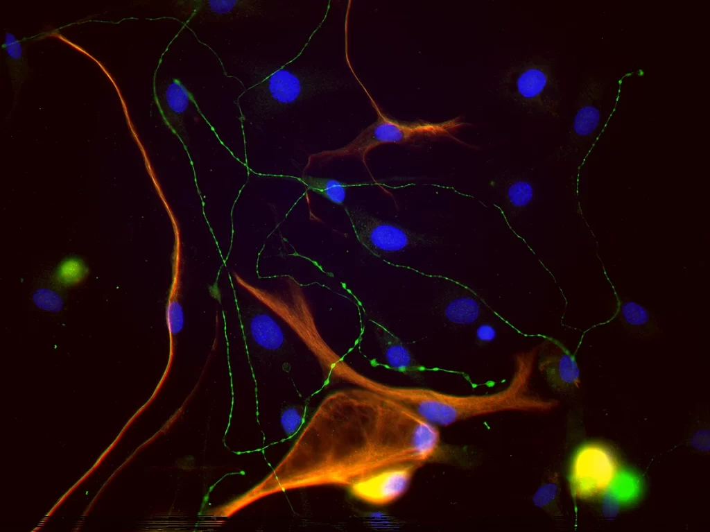 Secondary Antibodies Pic3